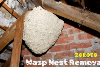 Wasp Nest Removal