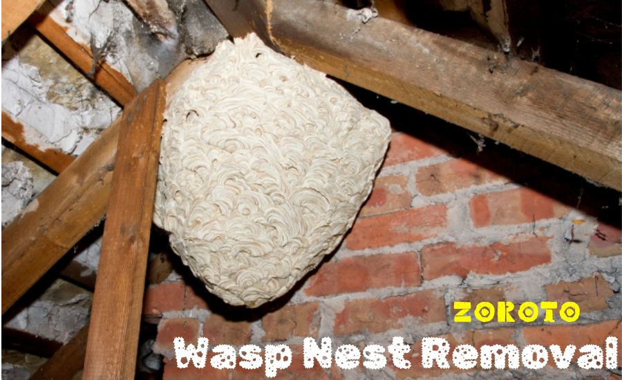 Wasp Nest Removal